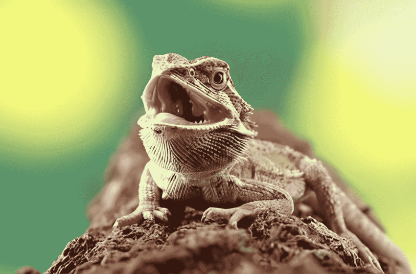  Can Bearded Dragons Safely Consume Meat: Unveiling The Truth