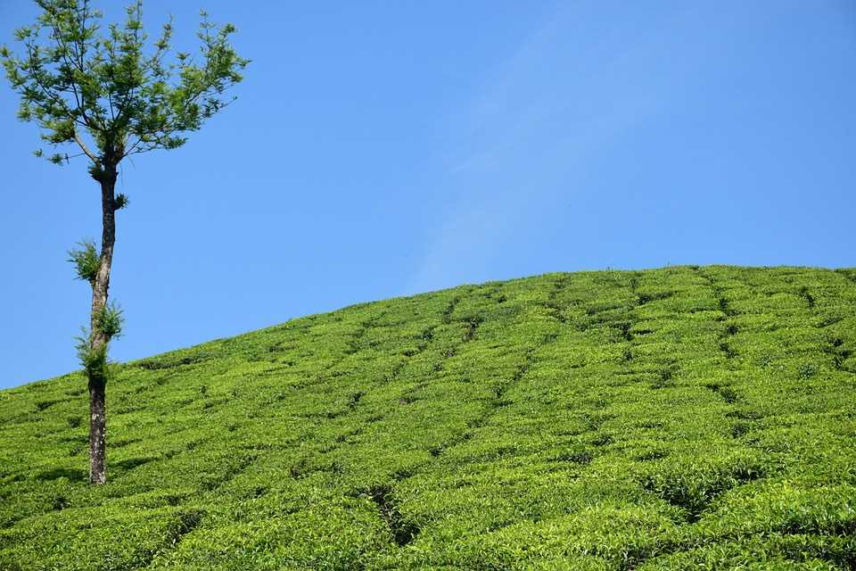 Thekkady Tourism In Kerala: Explore Spice Plantations And Periyar Lake