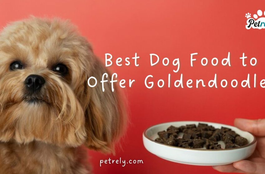  Best Dog Food to Offer Goldendoodles