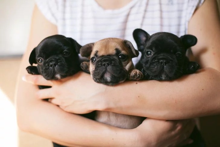  French Bulldog Puppies: The Perfect Addition to Your Family