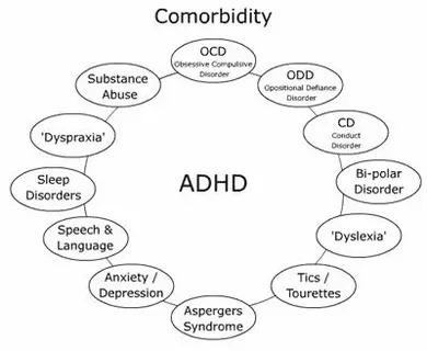  The ADHD Brain: Investigating Distinct Wiring