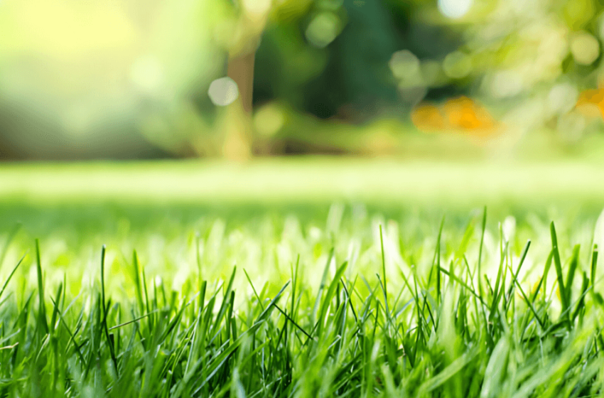  Selecting the Optimal Grass for Your Lawn: A Guide for Homeowners
