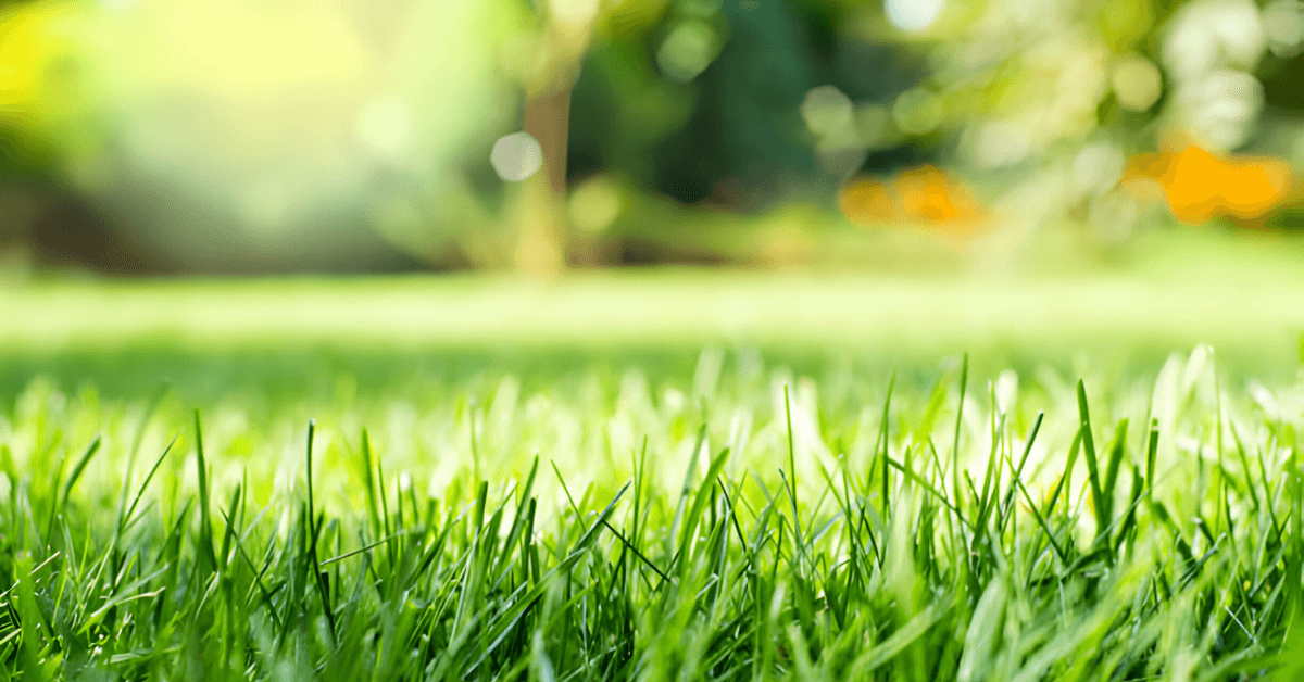 Selecting the Optimal Grass for Your Lawn: A Guide for Homeowners