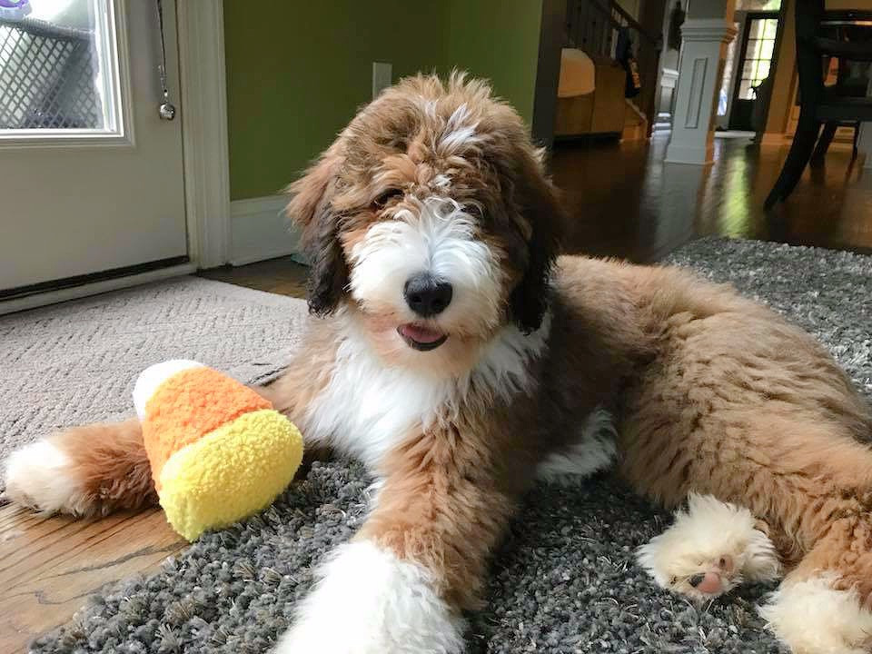  Top Reasons to Choose a Bernedoodle as Your Next Pet: A Breed Comparison