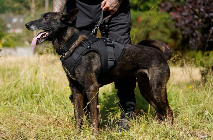  Safety First Equipping Working Dogs with Reliable K9 Body Armor