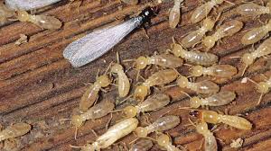Unveiling the Secrets of Termite Inspections: Protecting Your Home from Hidden Invaders