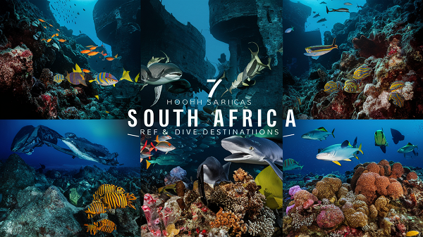  Exploring the Wonders Below: 7 of South Africa’s Premier Dive Destinations