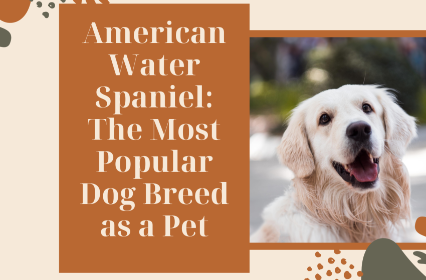  American Water Spaniel: The Most Popular Dog Breed as a Pet