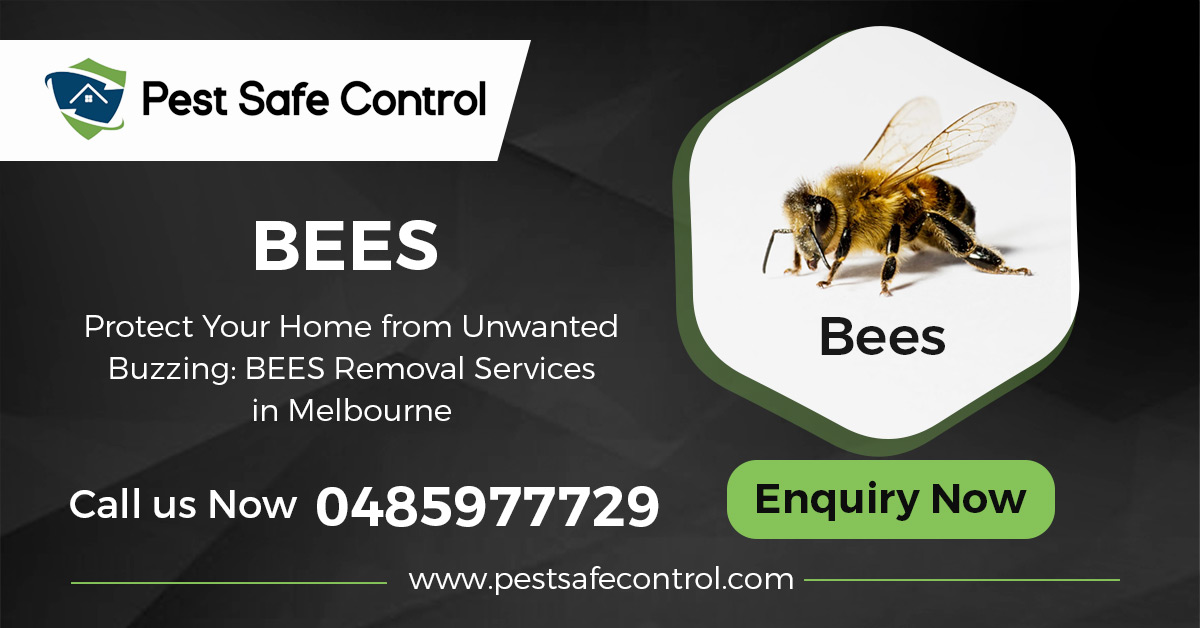 Effective Bee Control and Removal Services in Melbourne