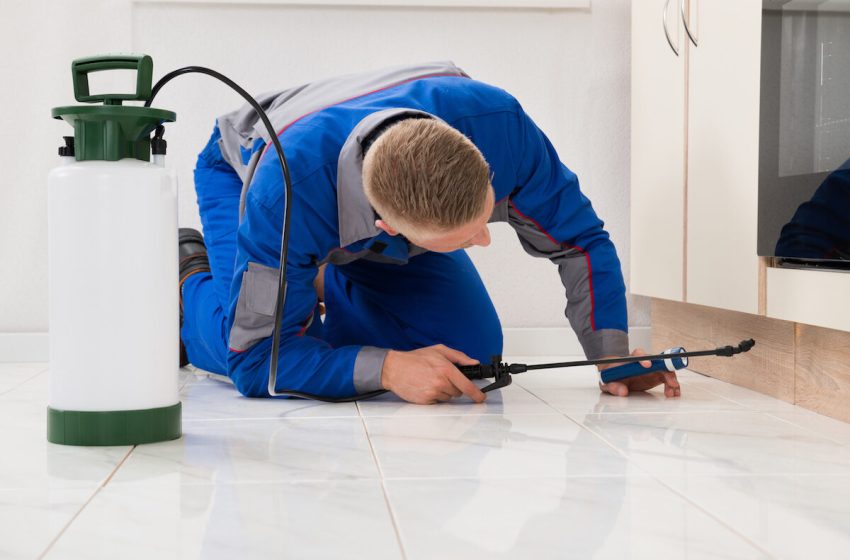  Pest Prevention and Methods of Pest Control Services in Houston