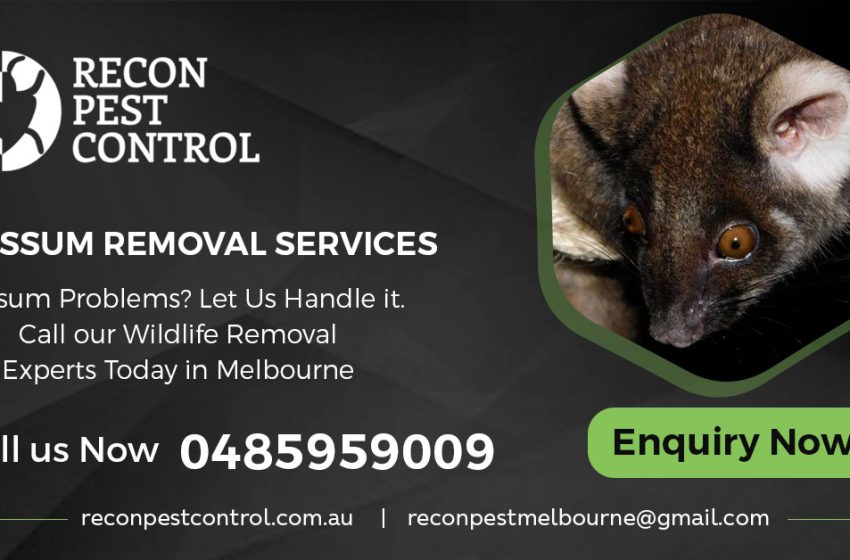  Effective Strategies for Possum Prevention