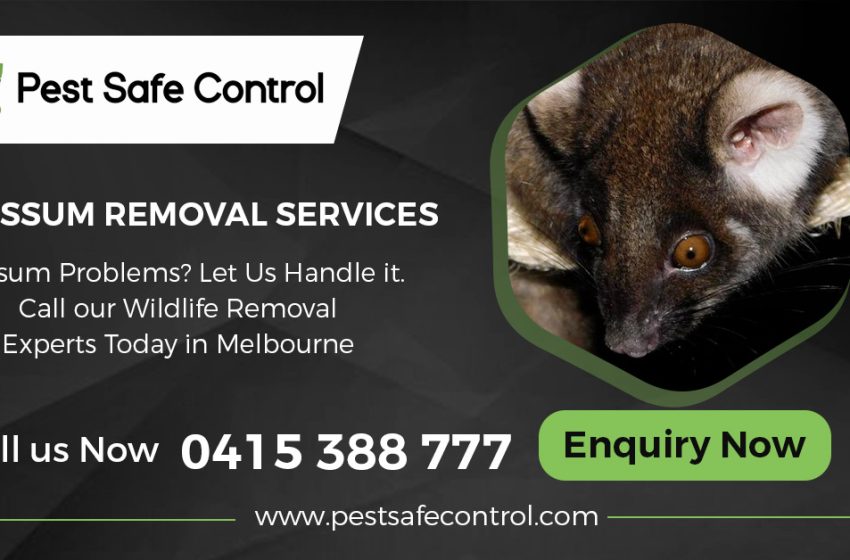  Signs You Need Possum Removal Services in Your Melbourne Home