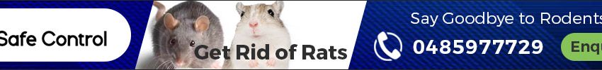  Keep Your Home Safe with Expert Rodent Control in Melbourne