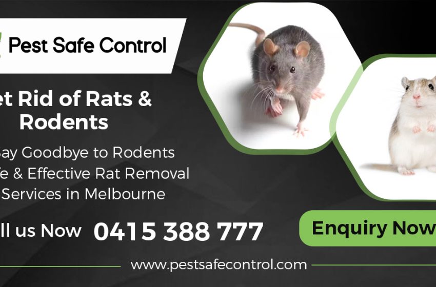  Preventing Rodent Infestations in Melbourne Homes