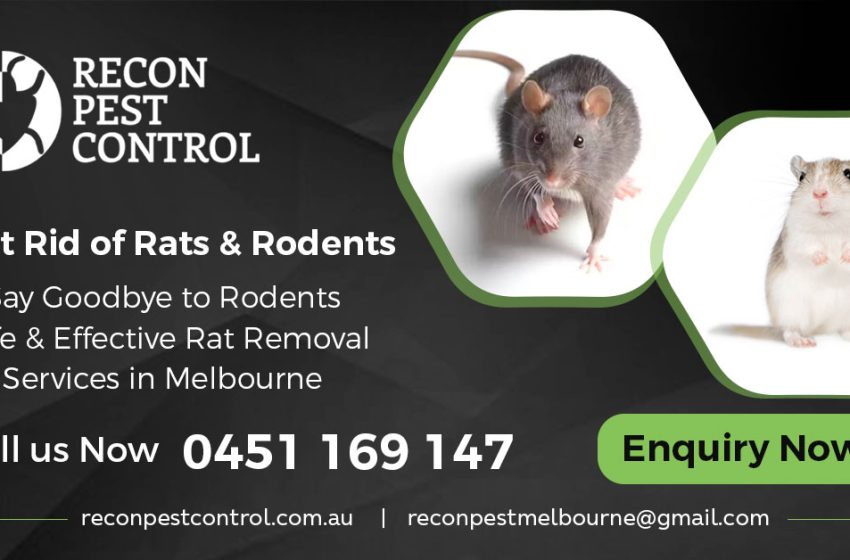  Top Signs You Need Rodent Removal in Melbourne