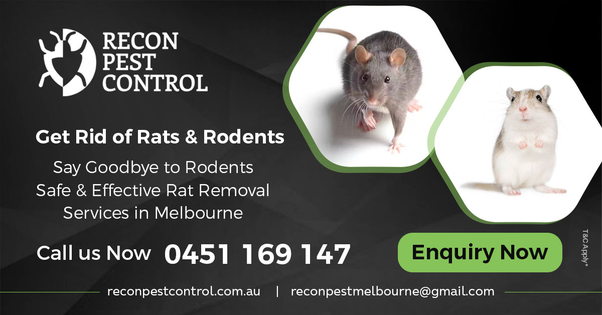 Effective and Safe Rat Control Services in Melbourne with Recon