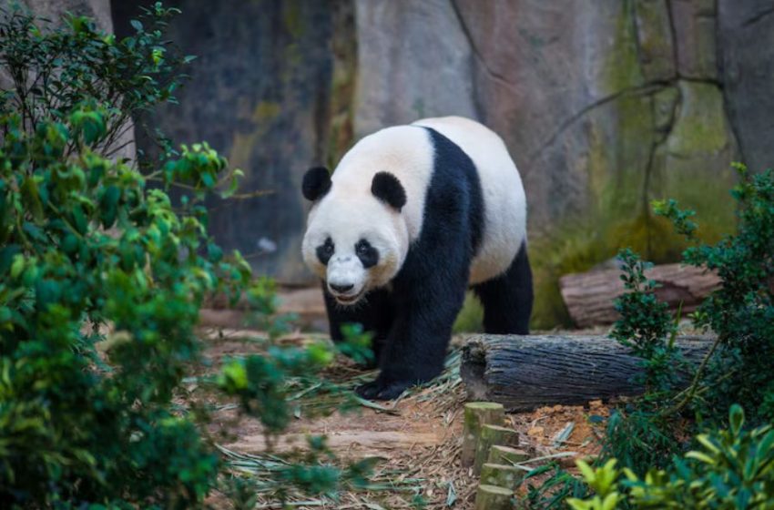  Planning the Perfect Sichuan Panda Tours: Tips and Tricks