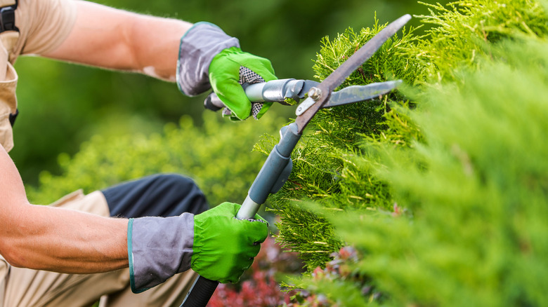  What Are the Key Responsibilities of a Gardening Consultant?