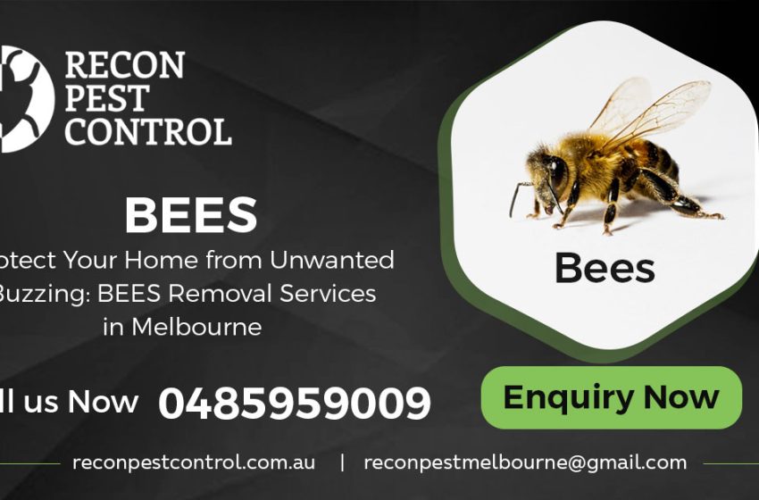  Effective Pest Control in Melbourne with Recon Pest Control