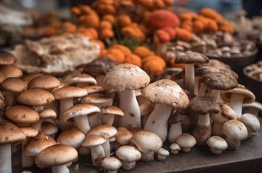  Top Tips For Finding A Quality Magic Mushroom Store Near You!