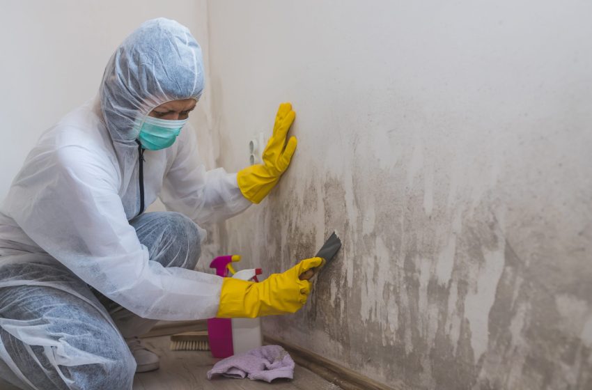  Mould Specialist Sydney – Expert Mould Inspection and Removal