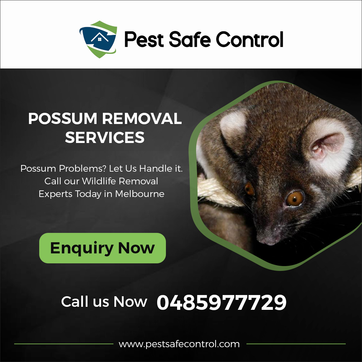 Why it’s important to remove possums humanely