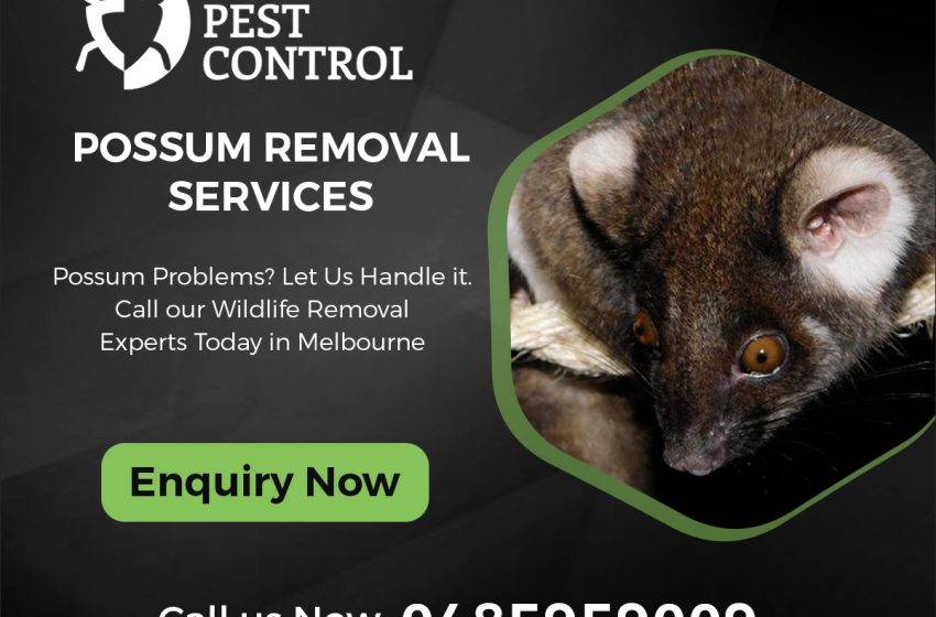  Effective Methods for Removing Possums Melbourne