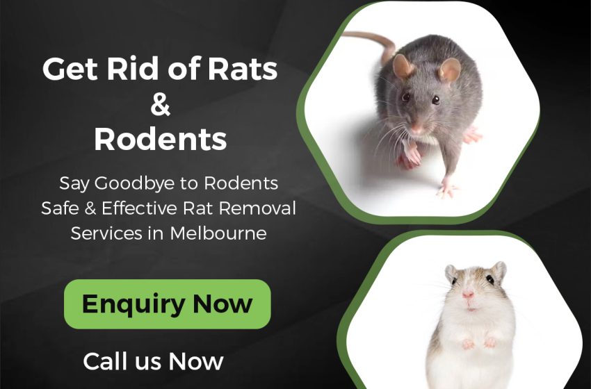  Why Professional Rat Control Is the Best Solution for Melbourne Homes