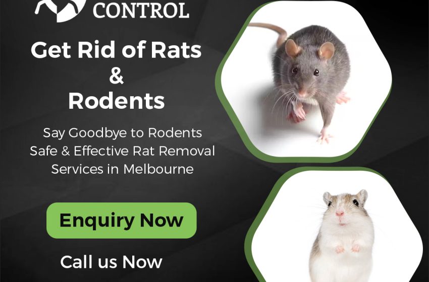  Emergency Rodent Removal Services: Quick and Effective Solutions