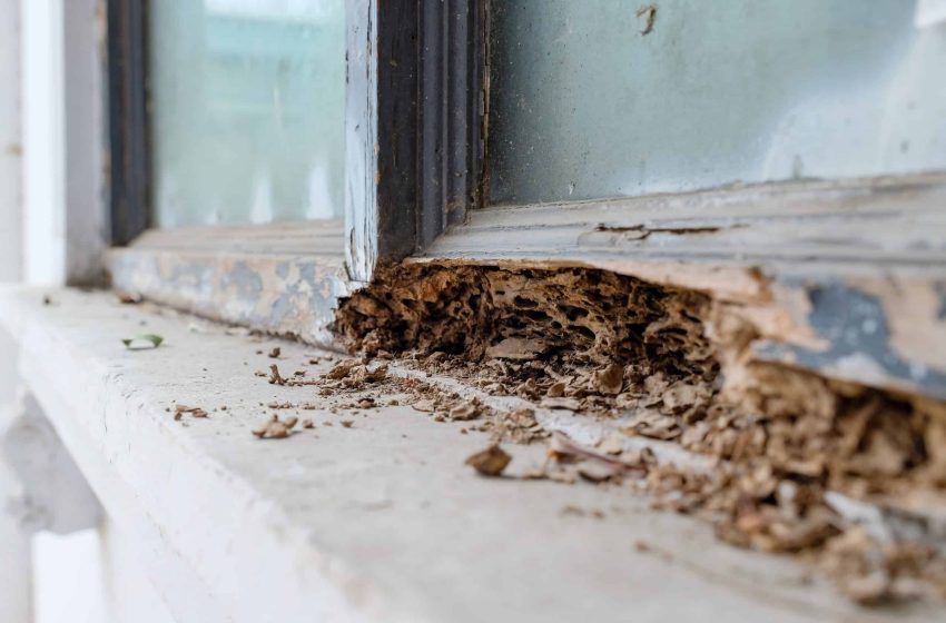  Complete Guide To Termite Inspection in the USA