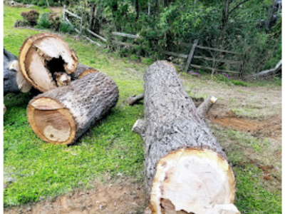  Why Tree Removal and Professional Tree Services Are Important?