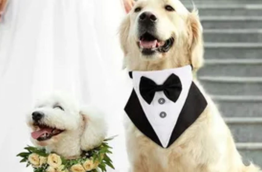  Wedding Dog Collars: Making Your Furry Friend Part of Your Special Day