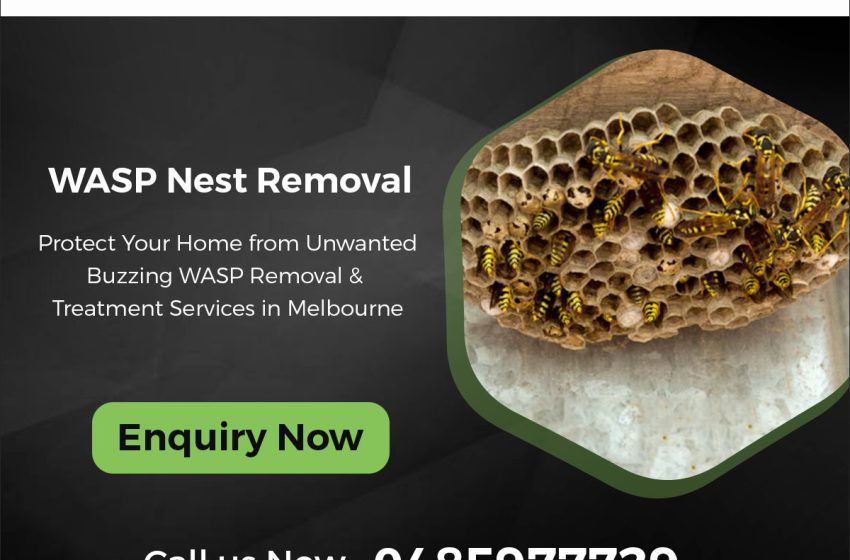  The Importance of Timely Wasp Nest Removal in Melbourne