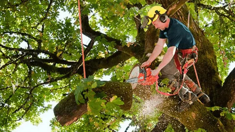  Tree Trimming: Necessity for Trees