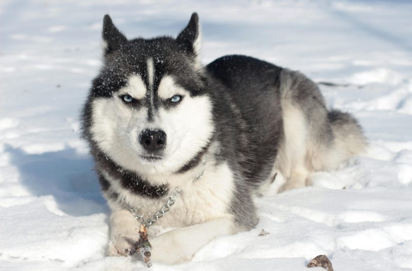  Siberian Huskies for Sale in Bangalore [Ultimate Guide]