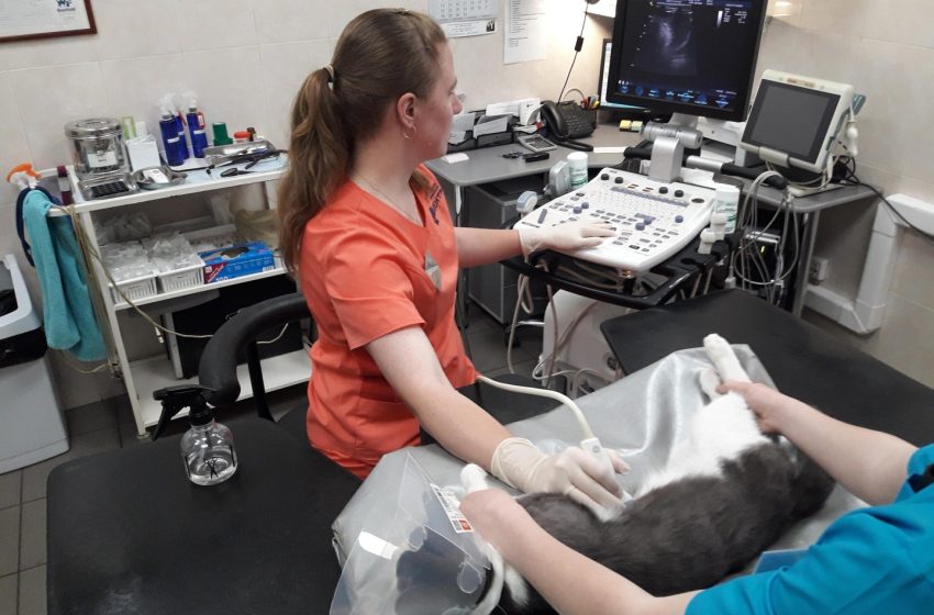  The Latest Innovations in Veterinary Ultrasound Technology