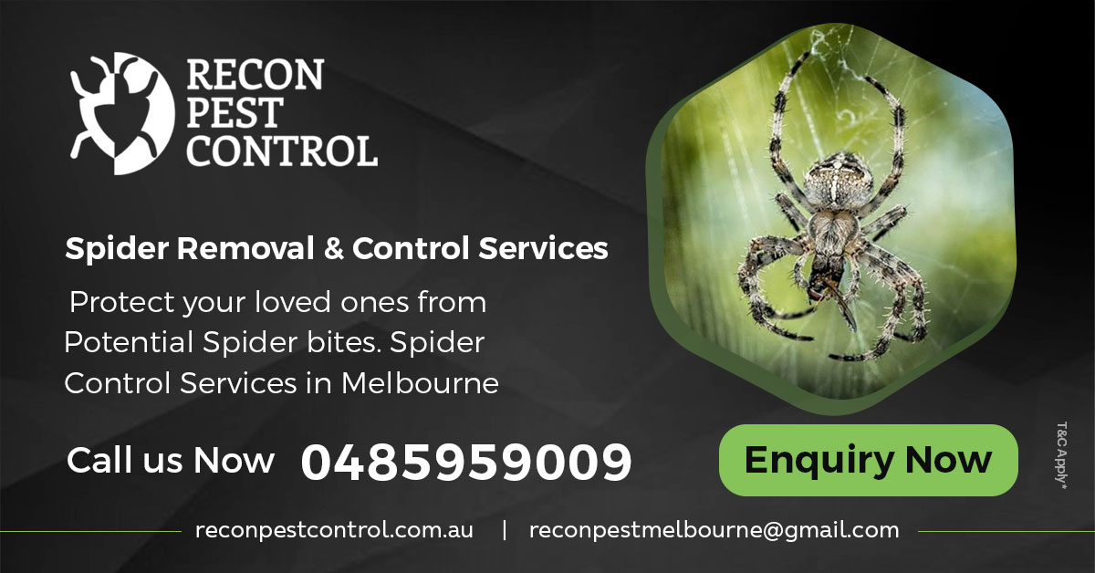 Spider Control Melbourne