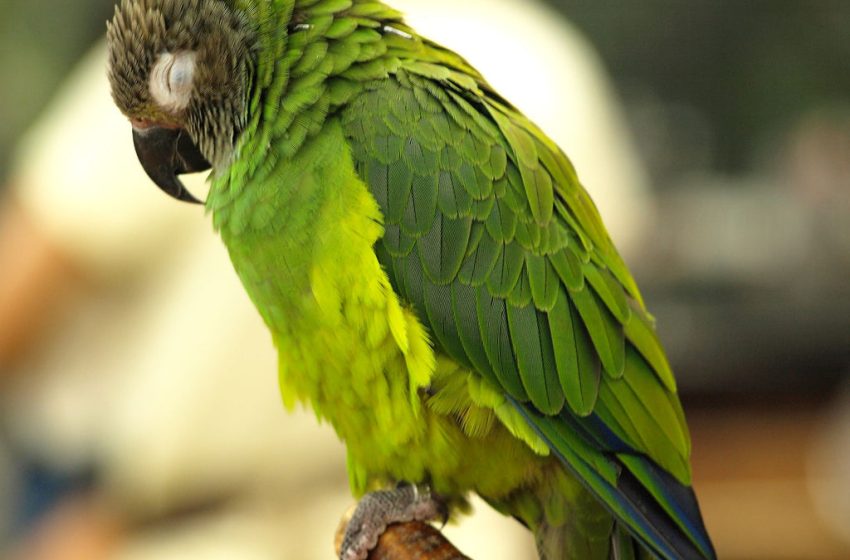  The Dusky Conure: A Comprehensive Guide