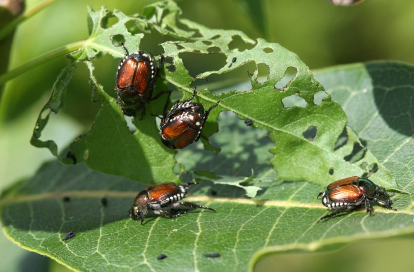  How Can I Protect My Flower Garden from Pests Naturally?