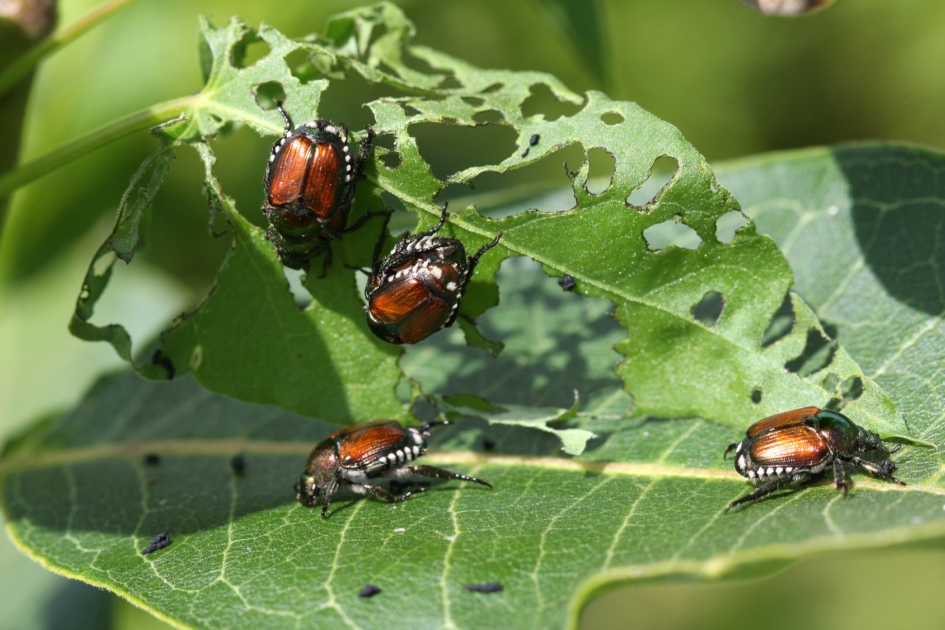 How Can I Protect My Flower Garden from Pests Naturally?