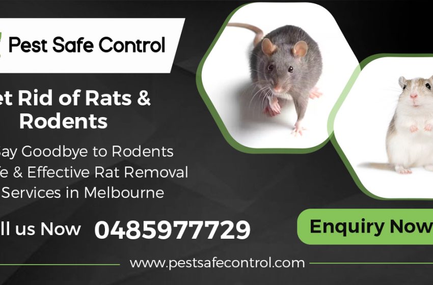  Reliable Rodent Control Solutions in Melbourne