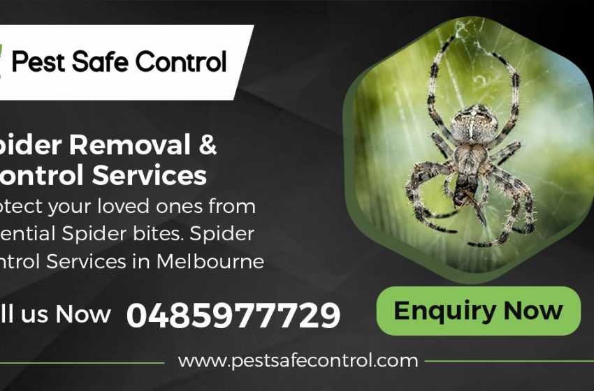  Australian Spiders in the Home: A Common Concern