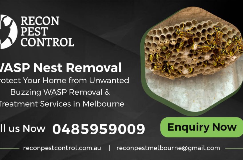  Wasp Nest Removal in Melbourne: What to Do if You Get Stung