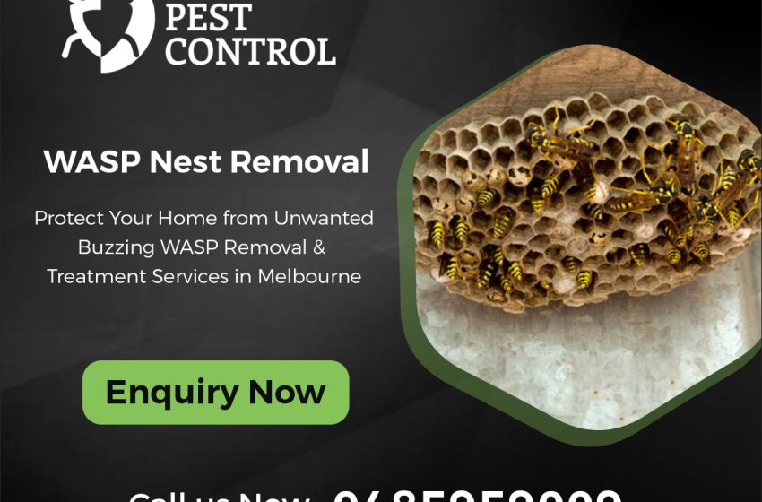  The Importance of Professional Wasp Nest Control in Melbourne