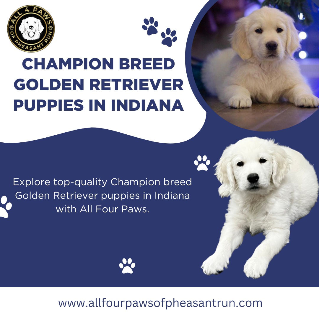 Discover the Best European Champion English Golden Retrievers in Michigan, Florida, Chicago, and Indiana