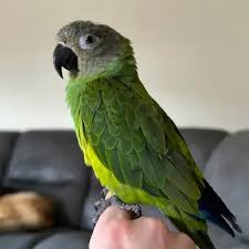  A Comprehensive Guide to Conure Birds: Understanding the Charm of Black Cap Conures