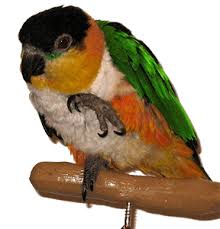  Cheeked Conure and Caique Bird: A Comprehensive Guide