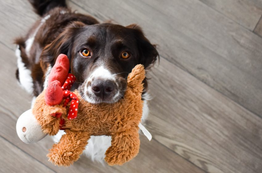  How to Choose the Best Pet Toys for Mental and Physical Stimulation?