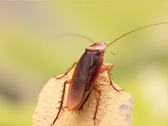  Cockroach Pest Control Services: A Comprehensive Guide by Urban Junggle