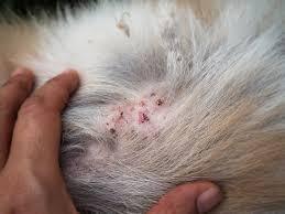  Bacterial Infection of the Skin in Dogs